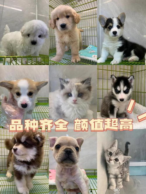 南寧寵物市場(chǎng)指南 實(shí)體店挑選與專業(yè)售后一站式服務(wù)