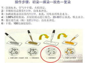 第15期食品微生物檢測(cè)實(shí)訓(xùn) 筑牢安全防線，微生物檢測(cè)精研與實(shí)戰(zhàn)